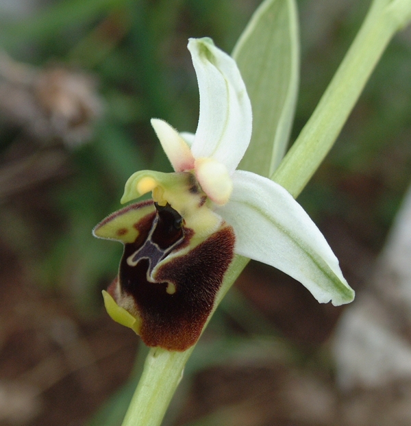 Ophrys fuciflora